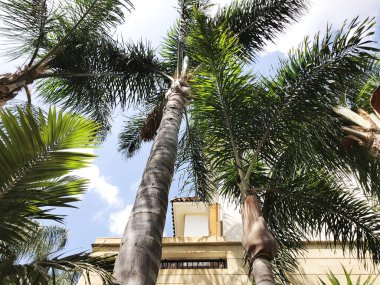 Gökyüzünün arka planında birkaç palmiye ağacı.