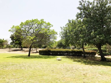 Bahçe ve bahçe bahçe üzerinde ağaçlar ve çim ile