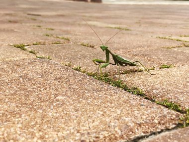 Masaüstü için peygamberdevesi fotoğrafı ve resmi. Peygamber devesi doğası