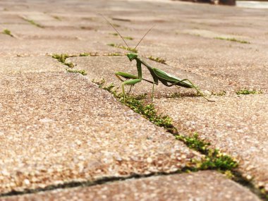 Masaüstü için peygamberdevesi fotoğrafı ve resmi. Peygamber devesi doğası