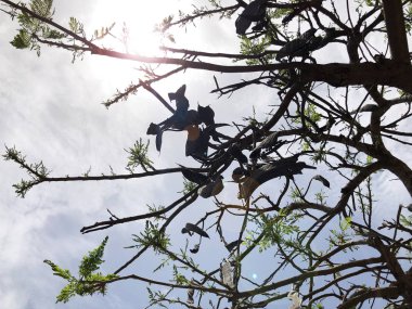 Ağaç gövdesi ve dalları mavi bulutlu gökyüzü arkaplanına karşı kopyala.