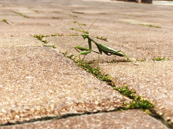 Masaüstü için peygamberdevesi fotoğrafı ve resmi. Peygamber devesi doğası