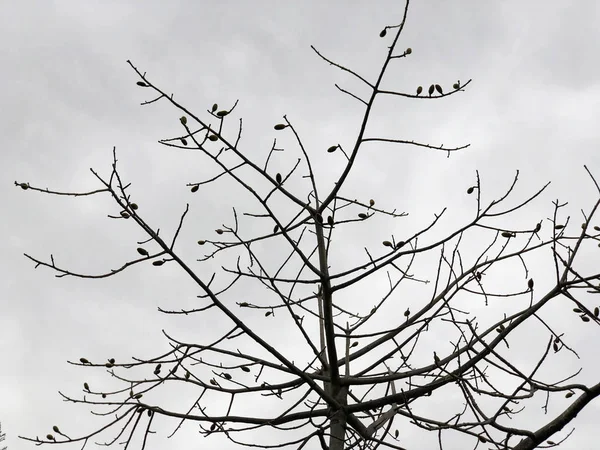 Tronco de árvore e ramos contra fundo azul céu nublado, espaço de cópia . — Fotografia de Stock