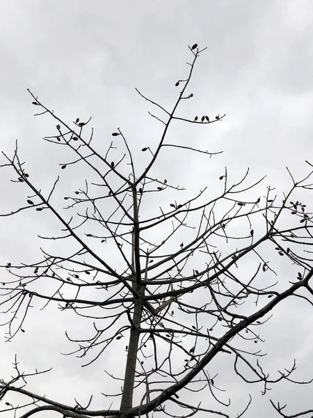 Arbre tronc et branches sur fond bleu ciel nuageux, espace de copie . — Photo