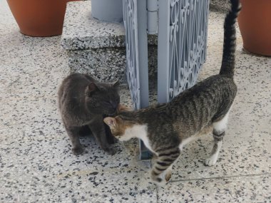 Gri ve beyaz benekli iki güzel kedi büyük kapının yakınındaki bir avluda oynuyorlar. Deniz kenarında güneşli bir gün