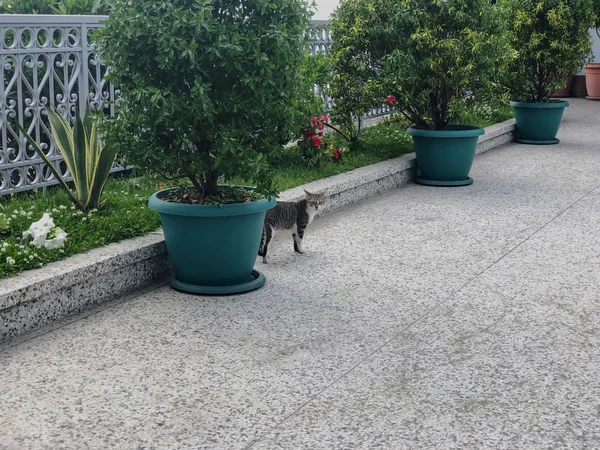 Beau chat avec des taches grises et blanches marche sur une cour près de la grande porte. Journée ensoleillée au bord de la mer — Photo