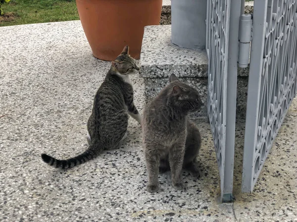 Dos hermosos gatos con manchas grises y blancas jugando en un patio cerca de la gran puerta. Día soleado en la playa — Foto de Stock