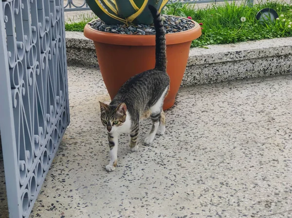 Gri ve beyaz benekli güzel kedi büyük kapının yakınındaki bir avluda yürüyor. Deniz kenarında güneşli bir gün