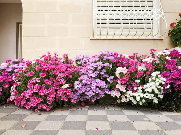 Flores rojo, rosa púrpura, flores blancas en una maceta en el balcón a la luz del sol . —  Fotos de Stock