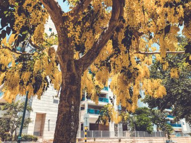 Sarı akasya ya da karaağaç çiçekleri. Mimosa, akasya ve bir daldaki diğer bitkiler