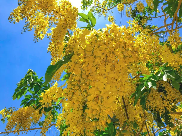 Acácia ou ulmeiro amarelo florescente. Mimosa, acácia e outras plantas em um ramo — Fotografia de Stock