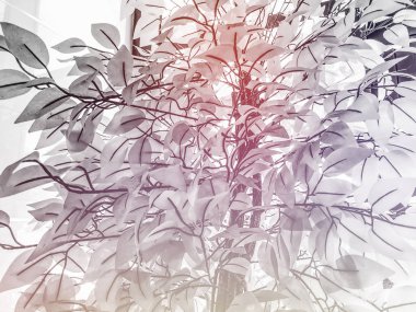 Binanın girişinde beyaz bitkiler