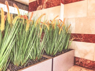 Binanın vestibüle tencere yeşil bitkiler