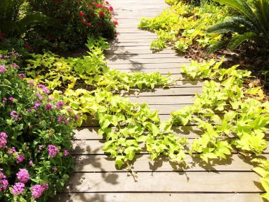 Yaz aylarında tropikal ormanda yemyeşil bitkiler boyunca eski ahşap zemin.