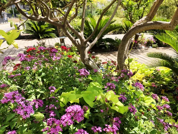 Rund rabatt med färgglada dekorativa blommor och träd. — Stockfoto