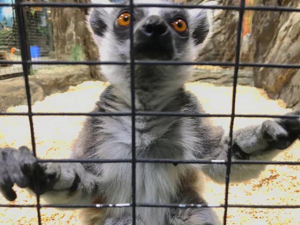 Un curieux lémurien passe par la cage. Lémurien à queue cerclée au zoo — Photo