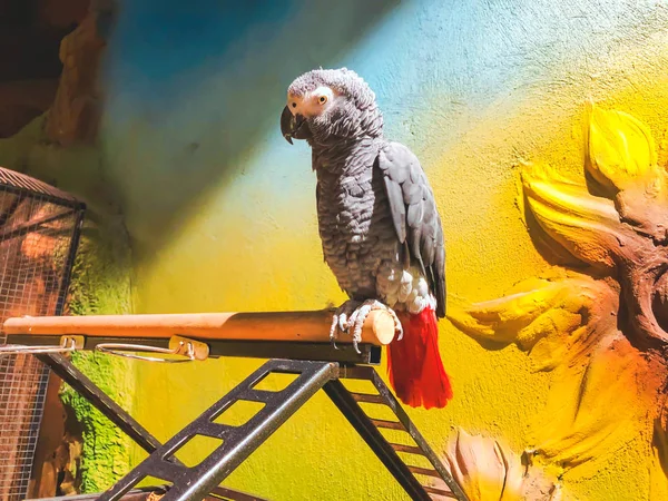 The grey parrot with red tail, also known as the Congo grey parrot or African grey parrot — Stock Photo, Image