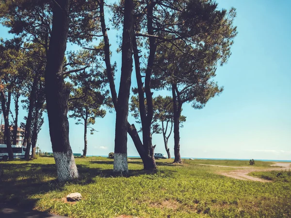 Безхмарне небо, горизонт, море, соснові дерева в приморському курортному селі — стокове фото