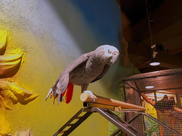 The grey parrot with red tail, also known as the Congo grey parrot or African grey parrot — Stock Photo, Image