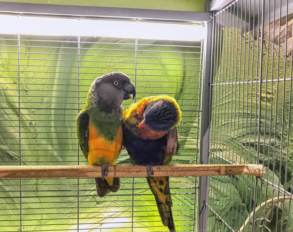 Detailní záběr dvou pestrobarevných nádherných papoušků sedících spolu na bidýlku — Stock fotografie