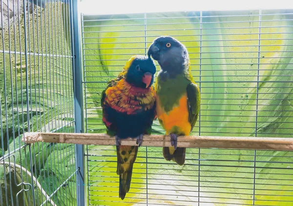 Close-up van twee veelkleurige prachtige papegaaien die samen op een zitstok zitten — Stockfoto