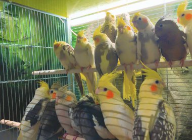 Kuşhanede bir dalda yeşil iguana