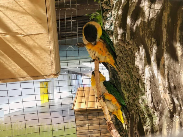 Çok renkli iki güzel papağanın tünekte yan yana oturduğu yakın plan. — Stok fotoğraf