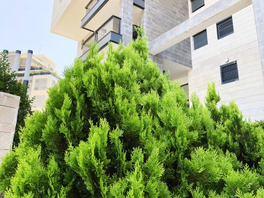 Potada selvi, arka planda kozalaklı ağaçlar sokak