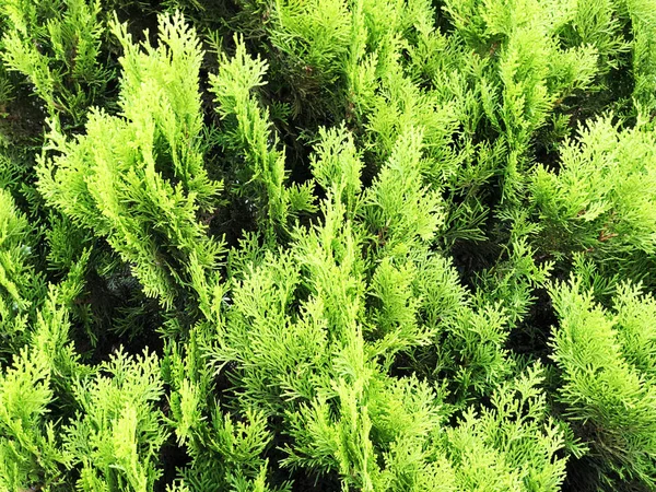 Cypress in pot, Coniferous trees street on background — Stock Photo, Image