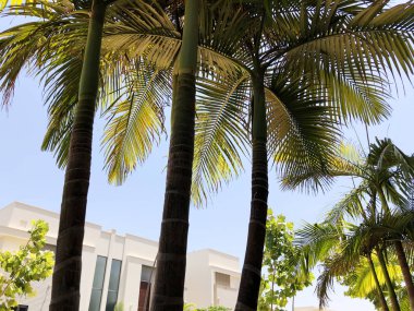 Palmiye ağaçlarının çalılıkları yakın çekim. Palmiye ağaçlarının büyük yaprakları