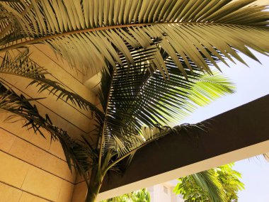 Palmiye ağaçlarının çalılıkları yakın çekim. Palmiye ağaçlarının büyük yaprakları