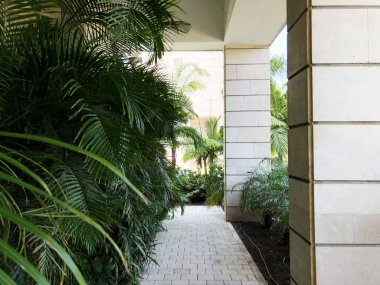 Palmiye ağaçlarının çalılıkları yakın çekim. Palmiye ağaçlarının büyük yaprakları