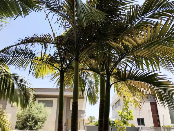 As moitas de palmeiras fecham-se. Grandes folhas de palmeiras — Fotografia de Stock
