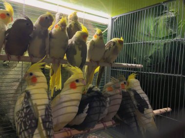 Tepeli papağanlar kafese tünemiş.