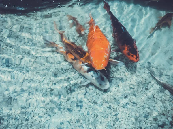 Les poissons rouges et argentés nagent dans des eaux claires. Gros plan — Photo