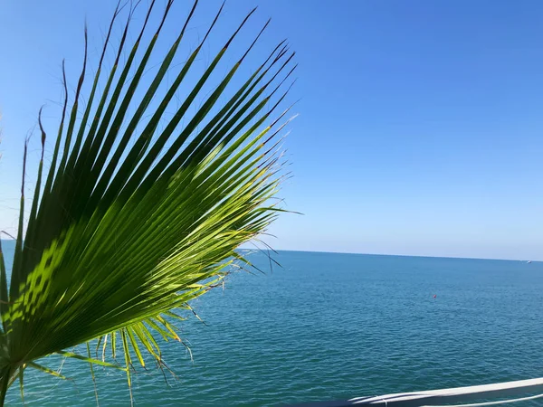 Rama de palmera contra la vista sobre el hermoso mar. Día soleado de verano, cielo azul, fondo de agua —  Fotos de Stock