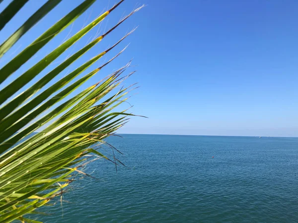 Rama de palmera contra la vista sobre el hermoso mar. Día soleado de verano, cielo azul, fondo de agua — Foto de Stock