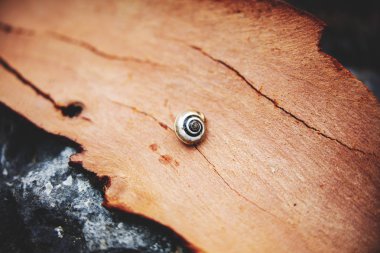 snail sleeping on the bark of a tree
