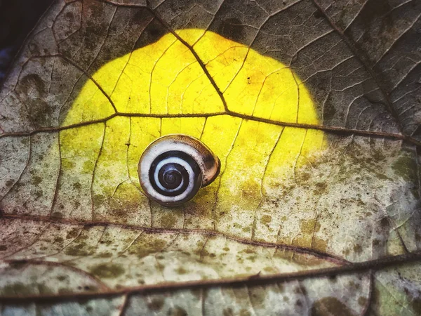 Caracol dormindo em uma velha licença . — Fotografia de Stock