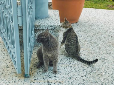 Gri ve beyaz benekli iki güzel kedi büyük kapının yakınındaki bir avluda oynuyorlar. Deniz kenarında güneşli bir gün