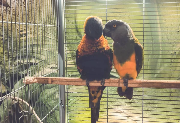 Close-up de dois papagaios lindos multi-coloridos sentados juntos em um poleiro — Fotografia de Stock