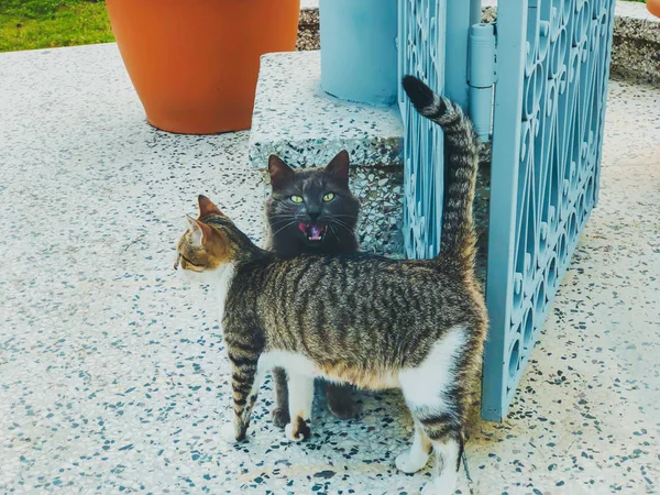 Dois belos gatos com manchas cinza e branco jogando em um quintal perto do grande portão. Dia ensolarado no litoral — Fotografia de Stock