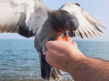 Deniz kenarındaki vahşi güvercinler. Bir adam denizin masmavi kayalık sahillerinde güvercinleri besler. Denizde güneşli sonbahar havası
