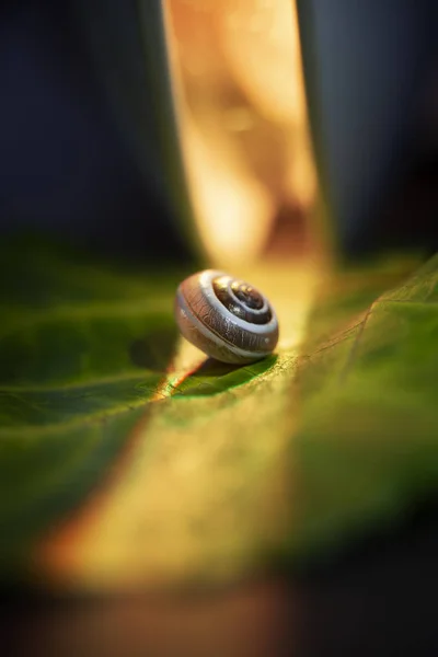 Pequeño caracol en una hoja verde, brote de cerca —  Fotos de Stock