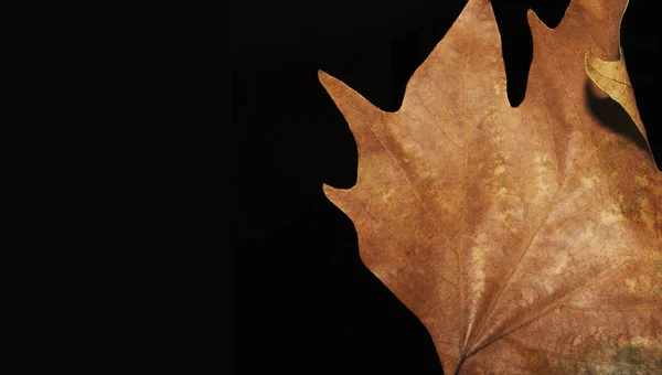 Schöne helle bunte Herbstblatt — Stockfoto