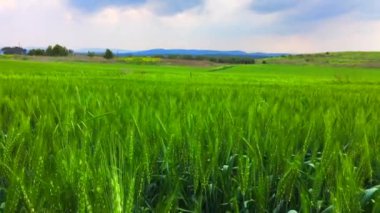 Bulutlu gökyüzü ile güzel bir yaz manzarası