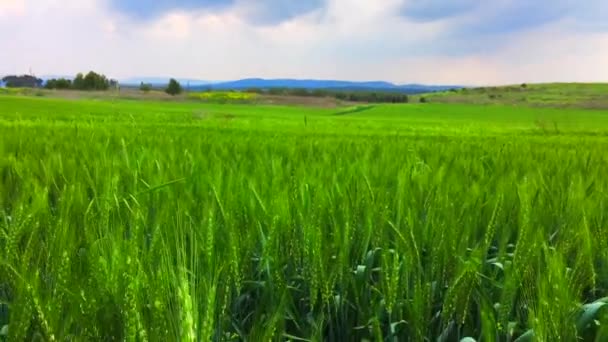 Beau paysage rural d'été avec ciel nuageux 