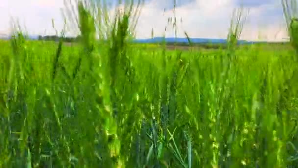 Beau paysage rural d'été avec ciel nuageux 