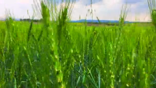 Bellissimo paesaggio rurale estivo con cielo nuvoloso — Video Stock