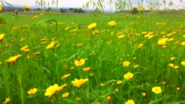Enfoque sensible con filde verde en la temporada de primavera, diente de león con flor amarilla — Vídeo de stock